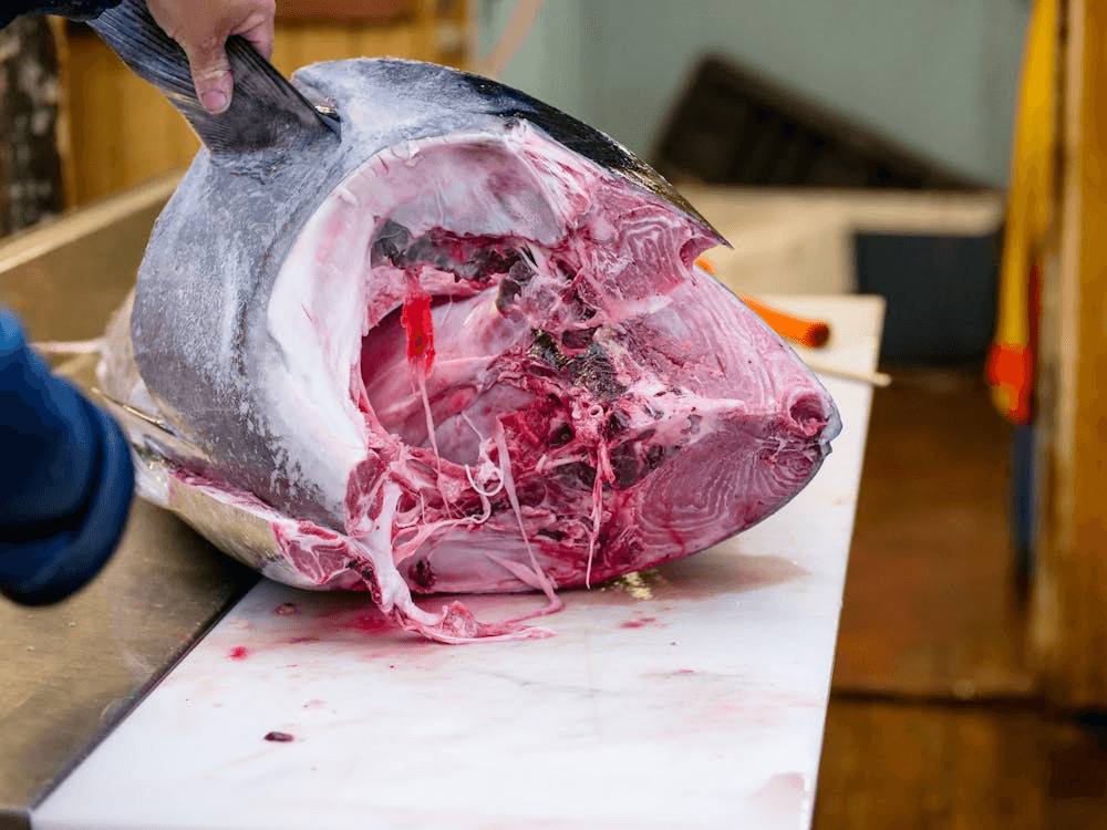Fresh tuna fish