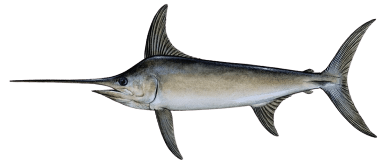 Swordfish